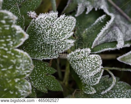 Close-up Of The First Frost On The Leaves In The Grass. Layered Texture Of Frost And Plant Leaves.