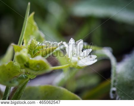 Close-up Of Frozen Wood Lice Flower. Side View. White Flower.
