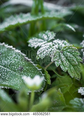 Close-up Of Various Plants Covered With Hoarfrost.