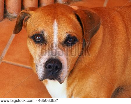 Portrait Of An Old Red American Pit Bull Terrier Dog With A Cataract On One Eye.
