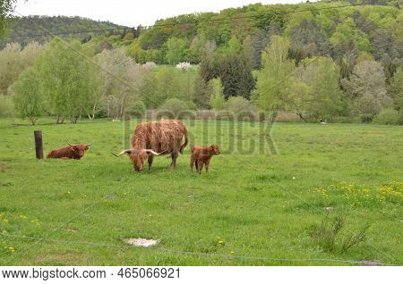 Bull With Long Horns In Barn Beautiful