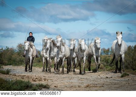 Camargue, France, April 27 2019 : White Horses And Two Guardians Are Walking In The Water All Over I