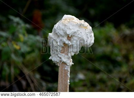 Wildlife Repellants, Scent Fences, Scented Foam Repellants, Wildlife Scent Repellants, S, Chemical F