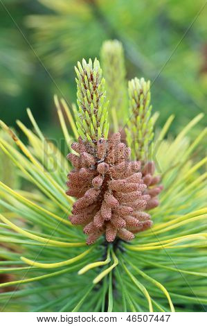 Unge voksende Pinecone tæt op