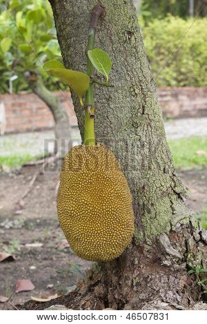 Jackfruit strom