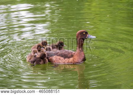 Female Tufted Duck Swims With Her Ducklings In Green Lake