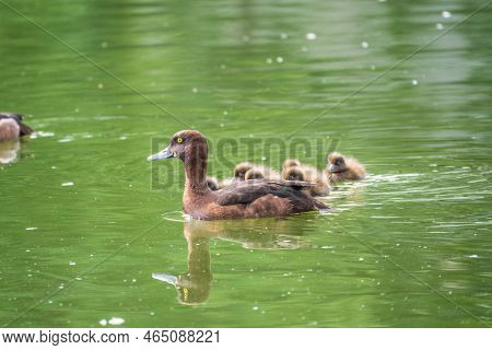 Female Tufted Duck Swims With Her Ducklings In Green Lake