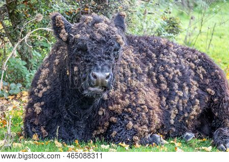Galloway Cattle Lying On The Grass Looking At The Camera At Eijsder Beemden Nature Reserve, Thick Bl