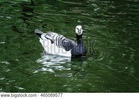 The Barnacle Goose, Lat. Branta Leucopsis, Swimming In Dark Water. Cute Beautiful Waterbird.