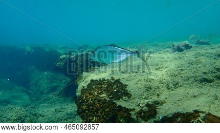 Greater Amberjack Or Greater Yellowtail, Amberjack (seriola Dumerili) Undersea, Aegean Sea, Greece, 