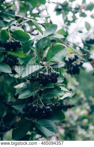 Black Chokeberry Aronia Plant Bush With Dark Purple Black Berries Growing Outdoor In The Garden.