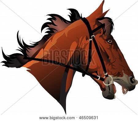 racehorse head
