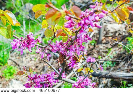 Luxurious Redbuds Tree With Lush Blooming Flowers In The Park, Eastern Redbud