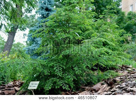 Tsuga canadensis
