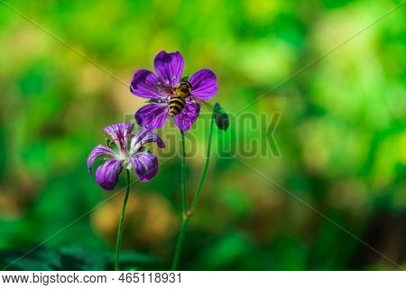 Geranium Flowering With Honey Bee Collecting Pollen. Geranium Ibericum