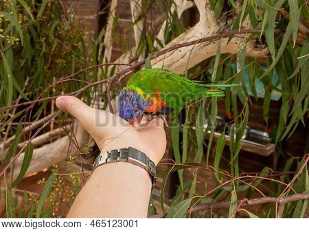 Beit Shean, Israel, October 08, 2022 : Parrot Lori - Loriinae - Sits On A Branch And Eats Food From 