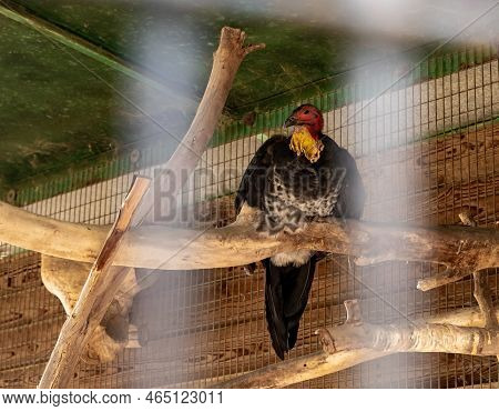 Beit Shean, Israel, October 08, 2022 : A Large Bird Of Prey Sits In A Cage In Gan Guru Kangaroo Park