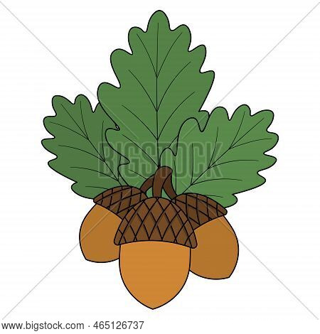 Acorns And Oak Leaves. Nuts With Hard Shells. Green Foliage Of A Tree With Veins. Color Vector Illus