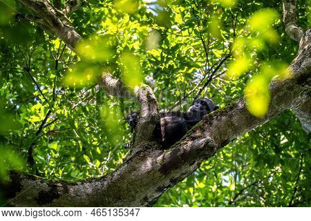 Adult Chimpanzee, Pan Troglodytes, Reclining In A Tree, As Seen Through A Break In The Dense Rainfor