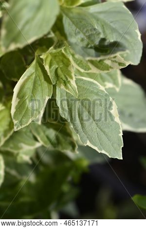 Basil Pesto Perpetuo Variegated Leaves In The Garden