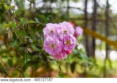 Rosa Moschata Or Musk Rose Flower Close Up