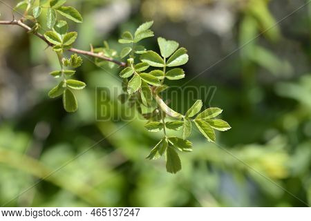 Alpine Rose Branch With New Leaves In The Spring