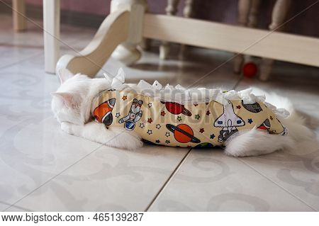 Postoperative Bandage On White Cat. Pet After A Cavitary Operation Castration Or Sterilization.