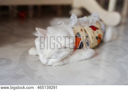 Postoperative Bandage On White Cat. Pet After A Cavitary Operation Castration Or Sterilization.