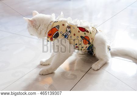 Postoperative Bandage On White Cat. Pet After A Cavitary Operation Castration Or Sterilization.