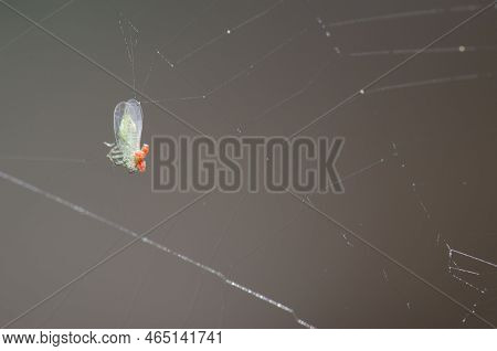 Dead African Citrus Psyllid Trioza Erytreae Trapped In A Spider Web. Integral Natural Reserve Of Ina