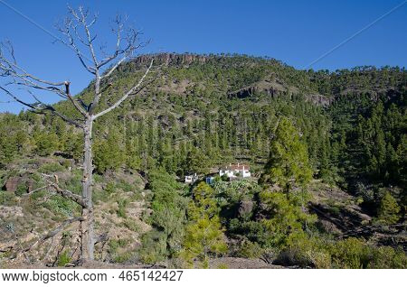 Forest Of Canary Island Pine Pinus Canariensis. Ojeda Mountain And Forest House Of Ojeda. Reserve Of