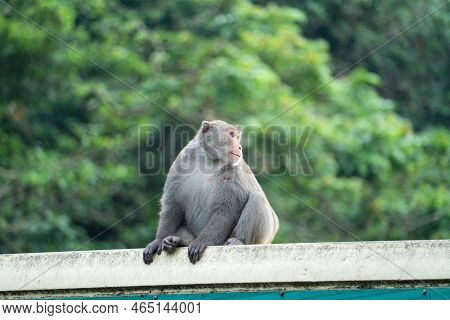 Formosan Macaque, Formosan Rock Monkey Also Named Taiwanese Macaque In The Wild.