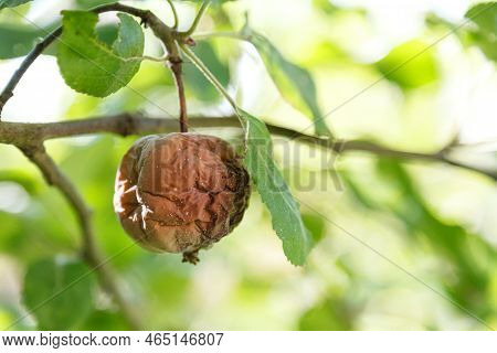 Rotten Apple. Infected Fruits Of Apples. Monilinia Fructigena Apple. Soft Focus.