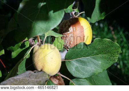 Rotten Quince. Infected Fruits Of Quince. Monilinia Fructigena Quince. Soft Focus.