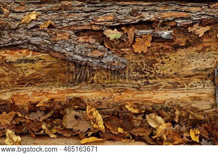 Autumnal Vanitas Concept With Autumnal Foliage In Front Of Decomposing Pine Trunk