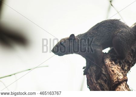 Finlayson's Squirrel Climbs In Trees