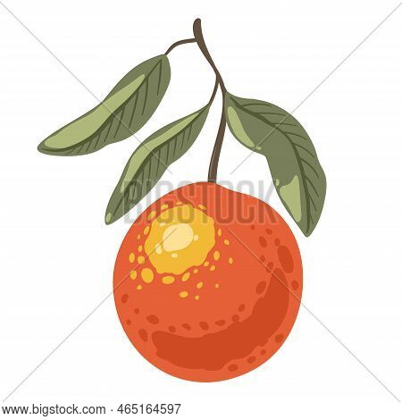 Cartoon Sketches Of Orange On Branch. Citrus Fruit