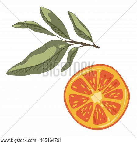 Cartoon Sketches Of Orange And Branch Citrus Fruit