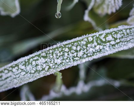 Close-up Of The First Frost On A Blade Of Grass. Frost Texture. View From Above.
