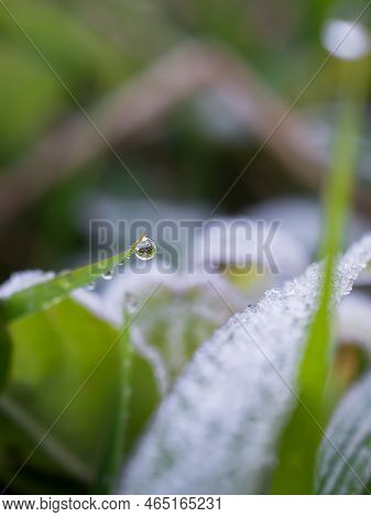 Close-up Of The First Frost On The Leaves In The Grass. A Drop Of Water On The Tip Of The Grass.