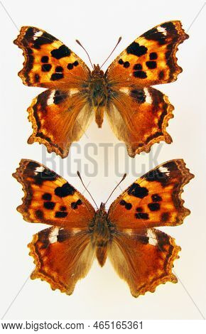 Orange Butterfly Isolated On White. Nymphalis Vau-album Macro Close Up, Collection Butterflies, Nymp