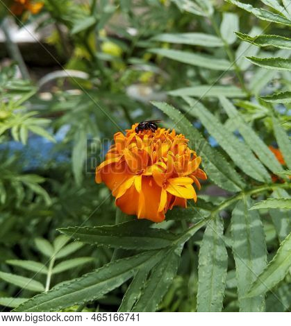 Stingless Bee Collect Nectar On Marigold Flower