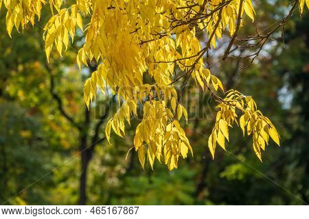 Autumn Leaves Of A Weeping Willow On A Branch In Late Fall. Leaves Turning Yellow On A Tree Branch. 