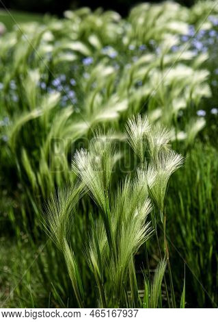Closeup Of The Foxtail Barley (hordeum Jubatum) In The Field