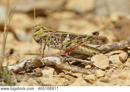 Detailed Closeup Of A Colorful And Large French Grasshopper , Oedaleus Decorus With Pink Legs