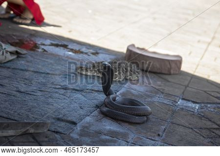 Royal Cobra In The Jemaa El Fna Square In Marrakech Trained And Handled By Snake Charmers, This Moro