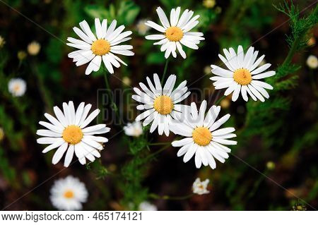 Close Up Of Matricaria Chamomilla Flowers, Commonly Known As Chamomile, Wild Chamomile Or Scented Ma