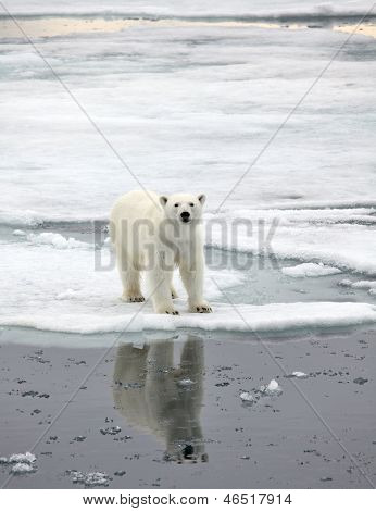 Polar bear in natural environment