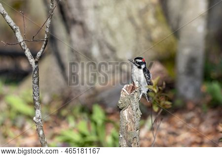 American Woodpecker (dryobates Pubescens) Smalest Woodpecker In Usa. Natural Scene From Wisconsin