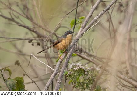An Ashy Prinia Perched On A Branch In Some Bushes.